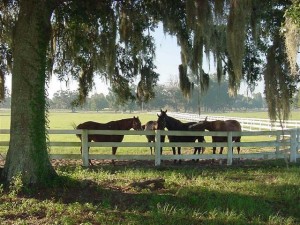 Horses in the pasture in Ocala Florida