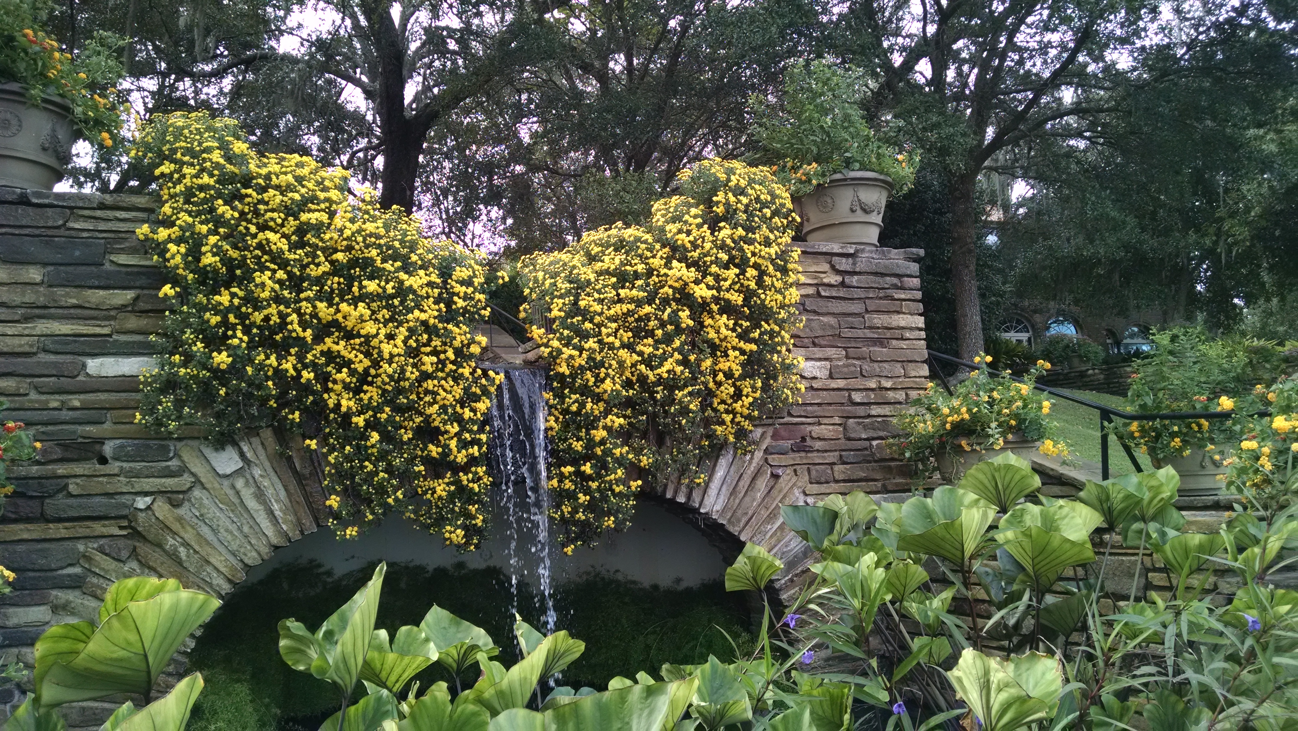Fall Outdoor Cascading Chrysanthemums at Bellingrath Gardens and Home