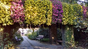 Mums at Bellingrath Garden and Home