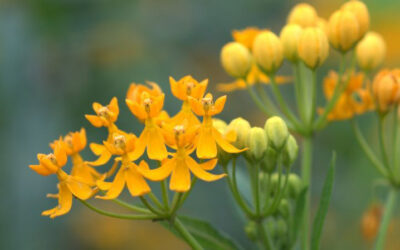 August events at Bellingrath Gardens and Home