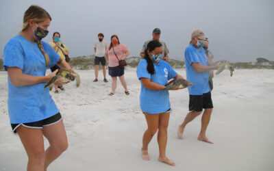 Gulfarium C.A.R.E. Center Successfully Released Four Rehabilitated Sea Turtles