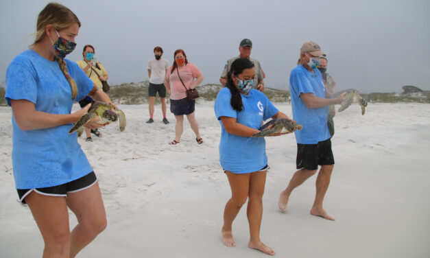Gulfarium C.A.R.E. Center Successfully Released Four Rehabilitated Sea Turtles
