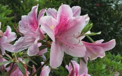 Spring Events at Bellingrath Gardens and Home