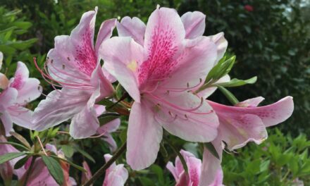 Spring Events at Bellingrath Gardens and Home