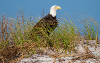 New Pensacola Beach Eco Trail Website welcomes Eco-Tourists