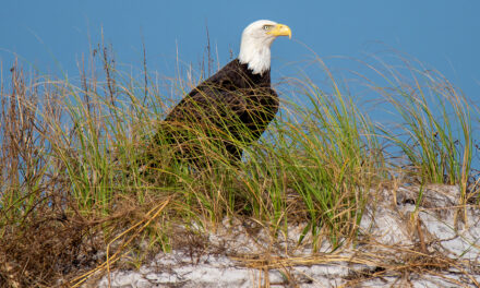 New Pensacola Beach Eco Trail Website welcomes Eco-Tourists