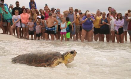 Gulfarium C.A.R.E. Center Releases Nine Sea Turtles