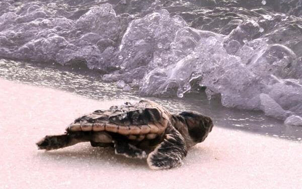 Sea Turtle Baby Shower Returns To Pensacola Beach