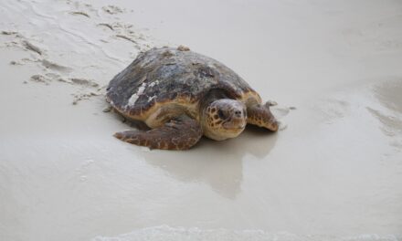 Gulfarium C.A.R.E. Center Releases Four Rehabilitated Sea Turtles