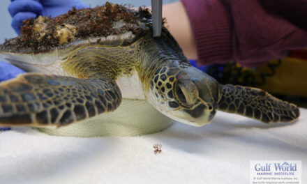 40 Cold-Stunned Sea Turtles Released at Salinas Park Jan. 30