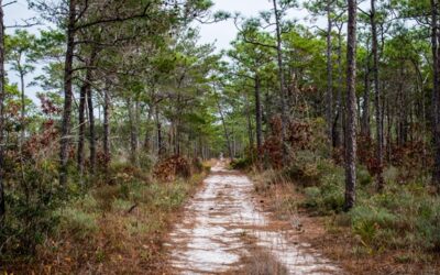 Gulf Islands National Seashore offers February programs