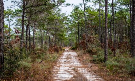 Gulf Islands National Seashore offers February programs