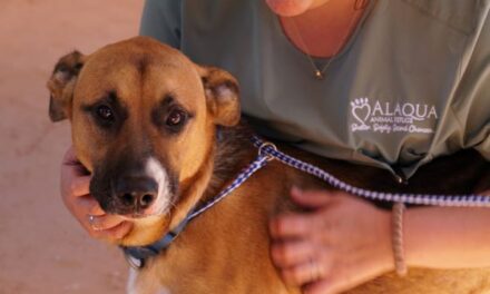 Alaqua Animal Refuge Seeks Public Support for Animals Displaced by Hurricane Milton Despite National Assistance