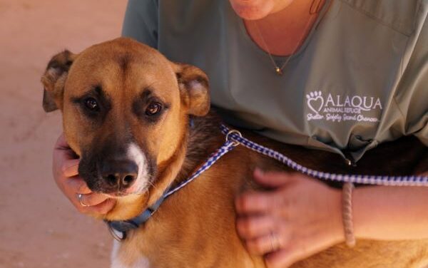 Alaqua Animal Refuge Seeks Public Support for Animals Displaced by Hurricane Milton Despite National Assistance